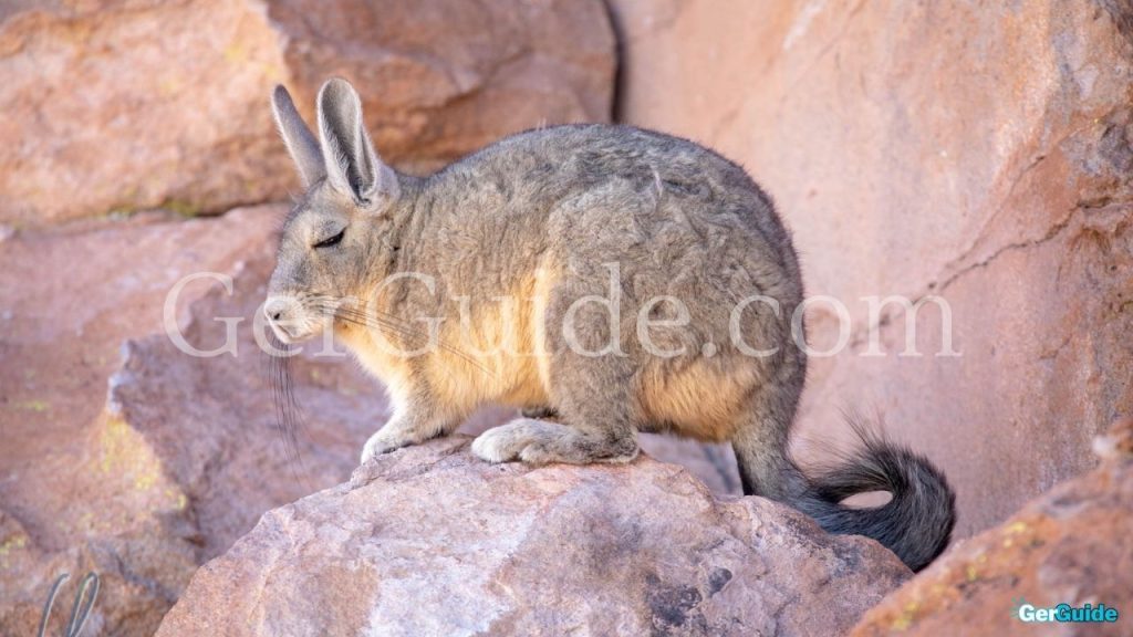 Wie alt werden Kaninchen