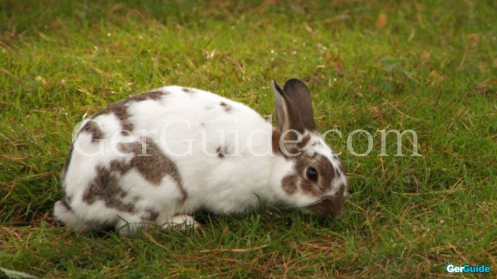 Wie alt werden Kaninchen-2
