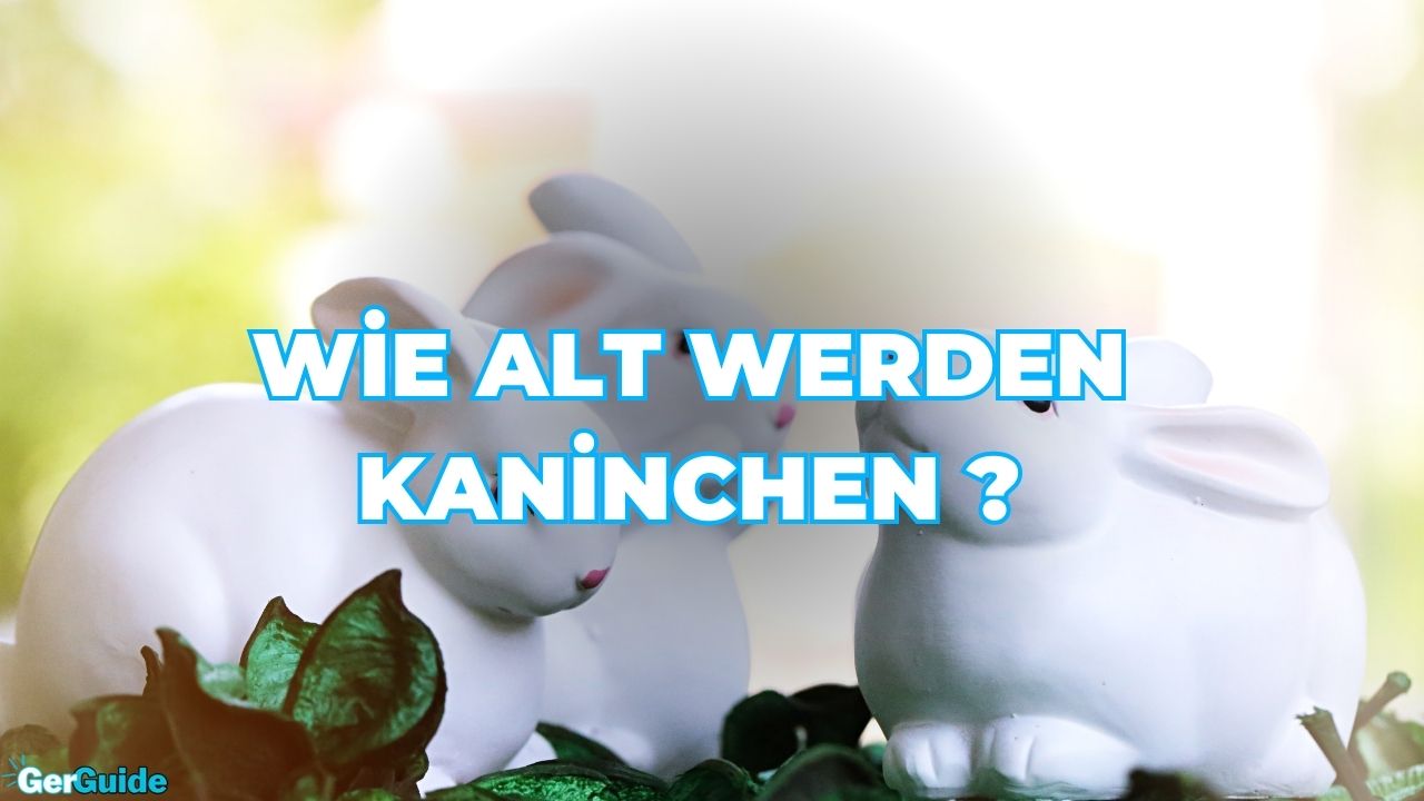 Wie alt werden Kaninchen