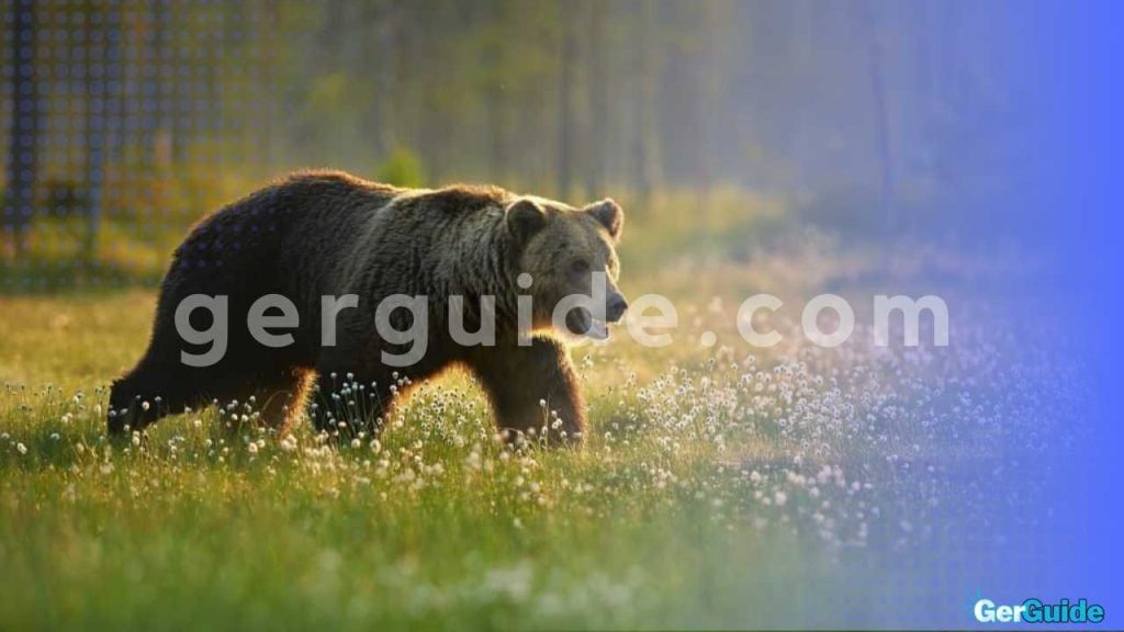 Wie-viel-wiegt-ein-Grizzlybar-2