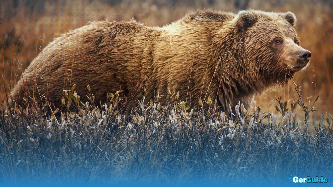 Wie viel wiegt ein Grizzlybär