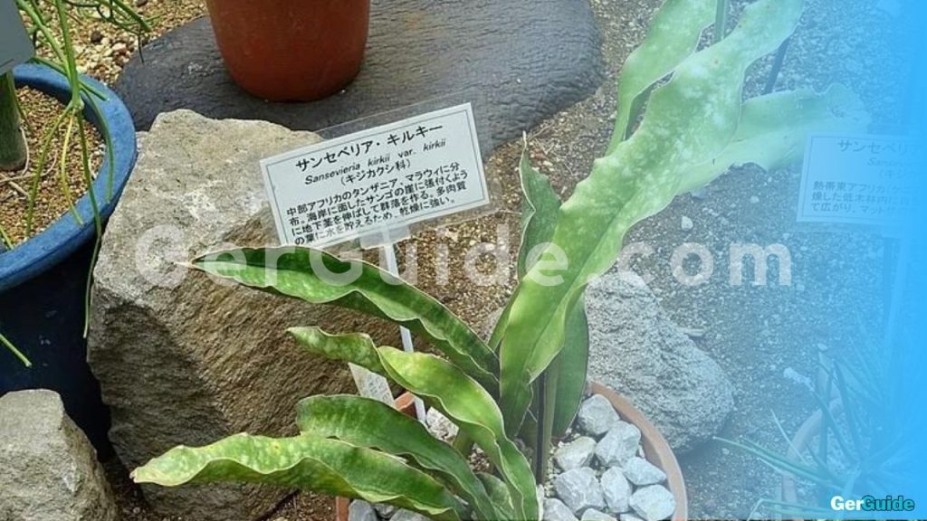 künstliche hängepflanze wie echt-1