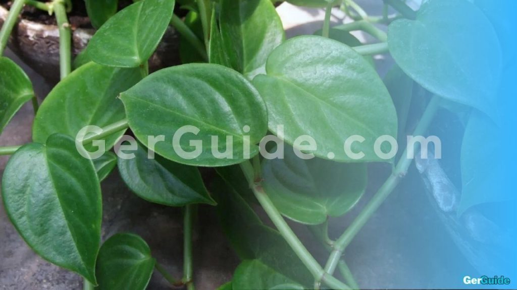 künstliche hängepflanze wie echt-2